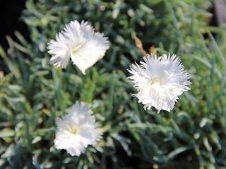 Hvozdík sivý ´Ohrid´ - Dianthus gratianopolitanus ´Ohrid´ Balení: kontejner C2