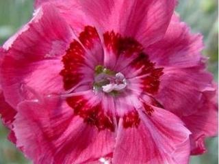 Hvozdík sivý 'Rotkappchen' - Dianthus gratianopolitanus 'Rotkappchen'