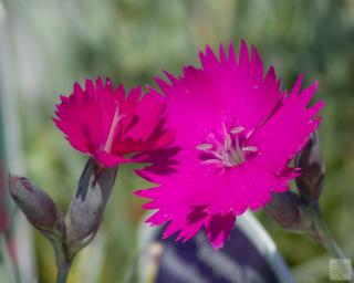 Hvozdík sivý 'Scayness Hill' - Dianthus gratianopolitanus 'Scayness Hill' Balení: kontejner p11