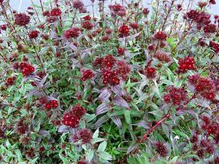 Hvozdík vousatý 'Sooty' - Dianthus barbatus 'Sooty'