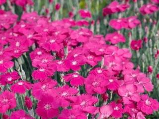 Hvozdík 'Whatfield Magenta' - Dianthus 'Whatfield Magenta'