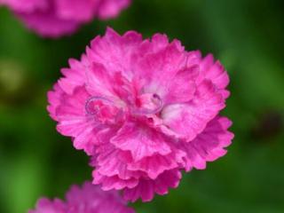 Hvozdík zahradní  Mountain Frost 'Pink PomPom' - Dianthus caryophyllus Mountain Frost 'Pink PomPom'