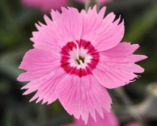 Hvozdík zahradní Mountain Frost 'Pink Twinkle' - Dianthus Mountain Frost 'Pink Twinkle'
