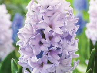 Hyacint ´City of Bradford´