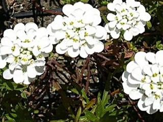 Iberka vždyzelená ´Schneeflocke´ - Iberis sempervirens 'Schneeflocke'