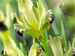 Iris tuberosa