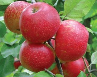 Jabloň 'Honeycrisp' Balení: prostokořenný stromek, Podnož: M26