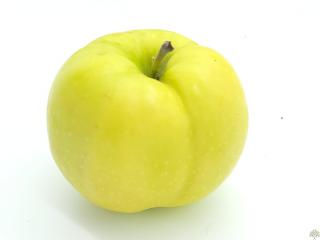 Jabloň ´Libovické zlaté´