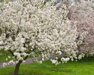 Jabloň okrasná 'White Angel'