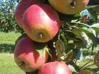 Jabloň sloupovitá ´Acrobat´