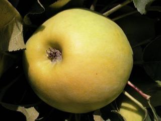 Jabloň sloupovitá ´Cactus´