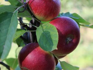 Jabloň sloupovitá ´Duet´