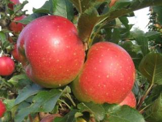 Jabloň sloupovitá ´Jucunda´