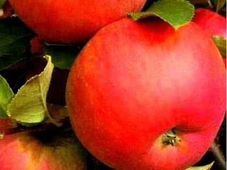 Jabloň sloupovitá ´Královna Čardáše´