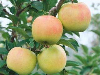 Jabloň sloupovitá ´Rhapsodie´