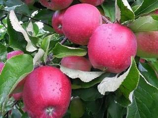 Jabloň sloupovitá ´Rubin spur´