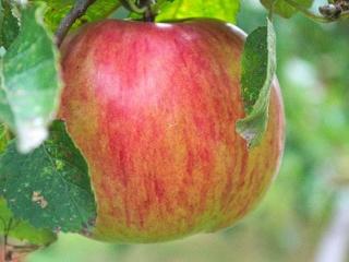 Jabloň zakrslá ´Garden Sunred´ - kontejner
