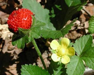 Jahodka indická - Duchesnea indica