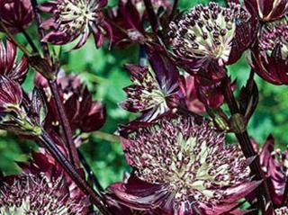 Jarmanka 'Star of Fire®' - Astrantia 'Star of Fire'