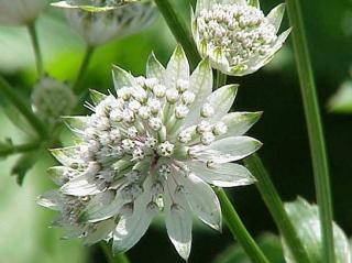 Jarmanka větší - Astrantia major