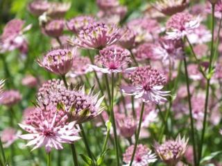 Jarmanka větší ´Roma´ - Astrantia major ´Roma´ Balení: kontejner p11