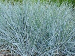 Ječmenice písečná 'Blue Dune' - Elymus arenarius 'Blue Dune'