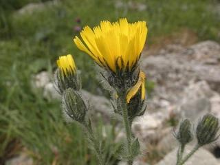 Jestřábník huňatý - Hieracium villosum