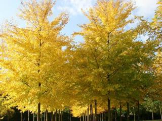 Jilm 'Sapporo Autumn Gold'