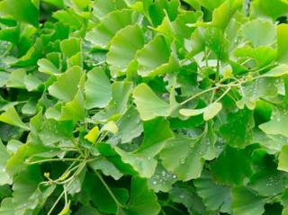 Jinan dvoulaločný ´Tubifolia´