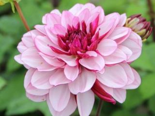 Jiřina 'Creme de Cassis'