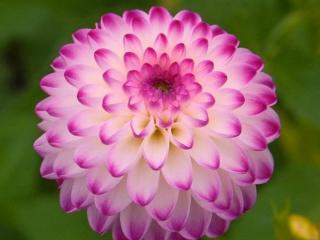 Jiřina 'Pink Isa'