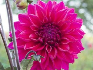Jiřina 'Suffolk Pink'