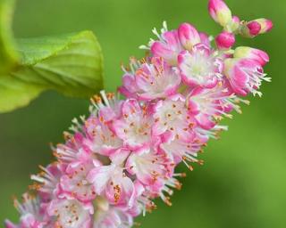 Jochovec olšolistý 'Ruby Spice'