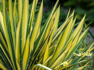 Juka vláknitá 'Golden Sword' - Yucca filamentosa 'Golden Sword'