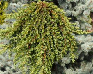 Juniperus obecný 'Greenmantle' Balení: kontejner p14, Tvar: keř/strom, výška 25-35cm