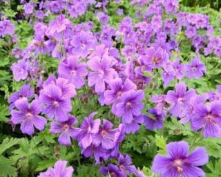Kakost 'Bloom Me Away' - Geranium wallichianum 'Bloom Me Away'