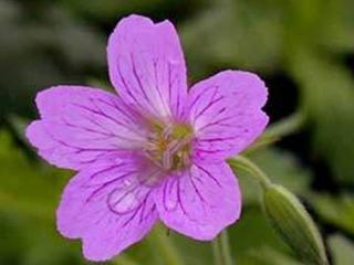 Kakost 'Claridge Druce' - Geranium 'Claridge Druce'