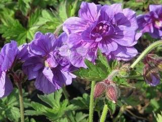 Kakost himalájský 'Plenum' - Geranium himalayense 'Plenum'