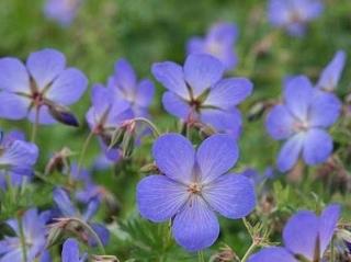 Kakost ´Johnson´s Blue´ - Geranium 'Johnson´s Blue'