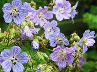 Kakost luční 'Mrs. Kendall Clark' - Geranium pratensis 'Mrs. Kendall Clark'