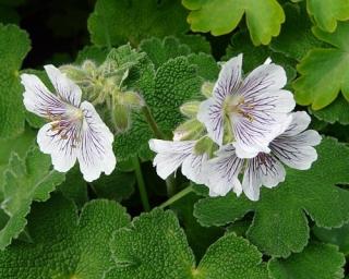 Kakost Renardův - Geranium renardii