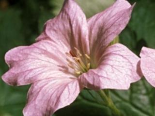 Kakost 'Rose Clair' - Geranium 'Rose Clair'