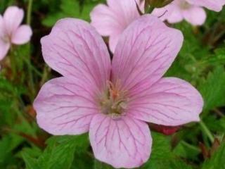 Kakost 'Wargrave Pink' - Geranium oxonianum 'Wargrave Pink'