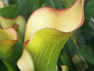 Kala 'Peach Chiffon'