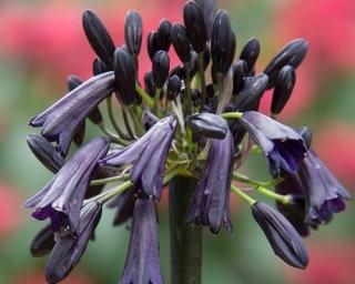 Kalokvět 'Black Magic' - Agapanthus 'Black Magic'