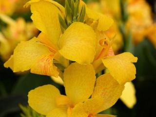 Kana Color Botanica 'Yellow'