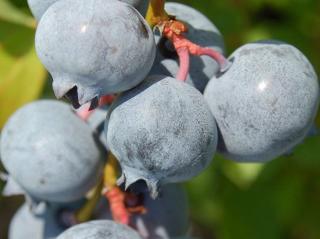 Kanadská borůvka BonBonBerry ´Blue Suede´