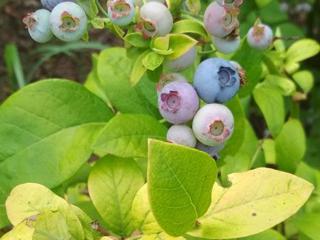 Kanadská borůvka 'Yellowberry Blue'