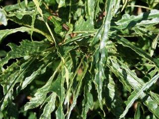 Kaštanovník jedlý 'Aspleniifolia'