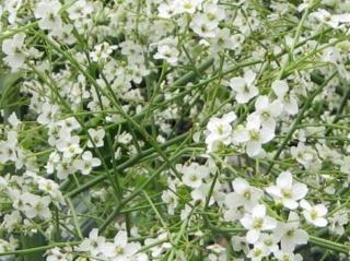 Katrán srdčitý - Crambe cordifolia